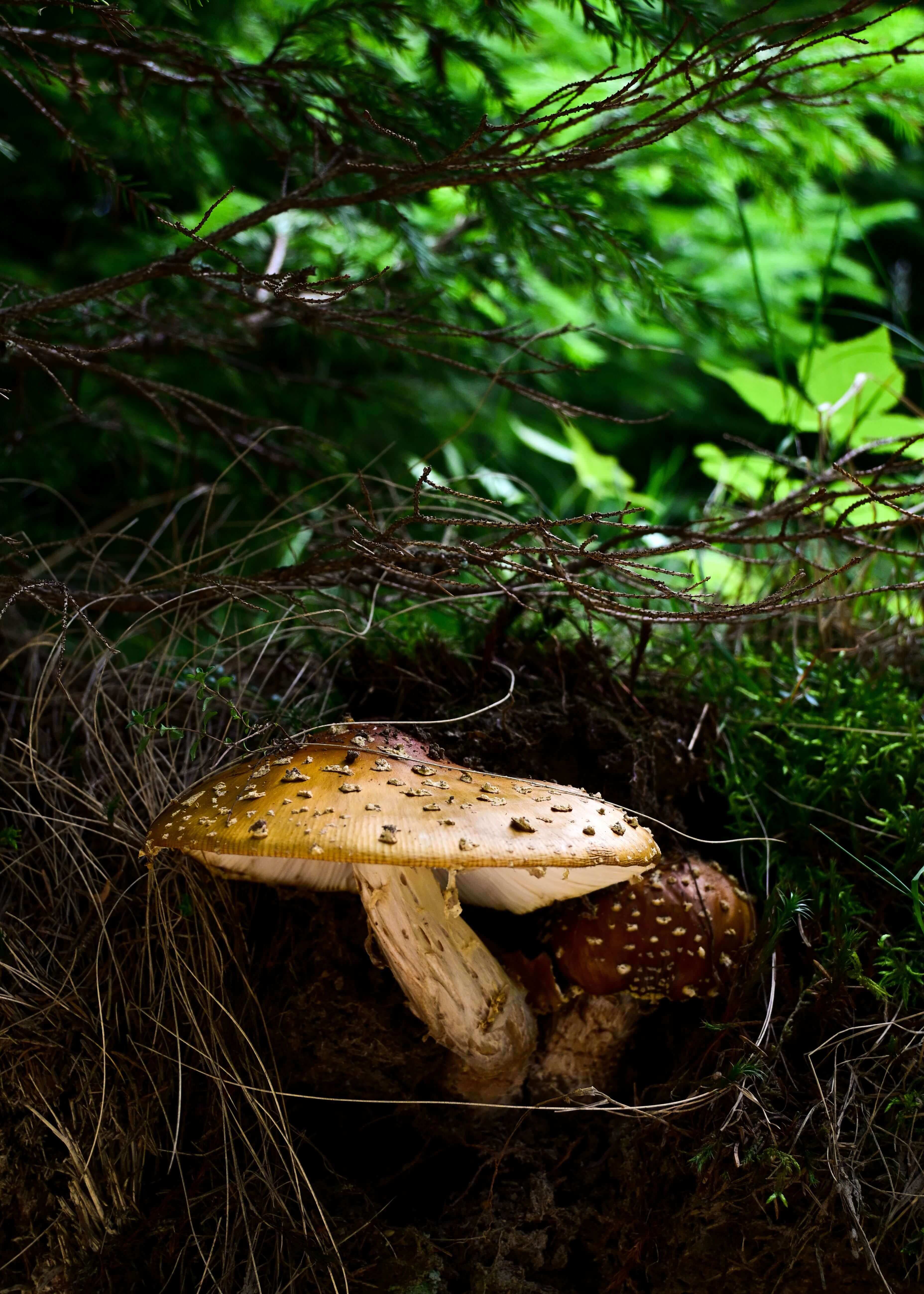 Photo illustrant le pôle Champignonnière