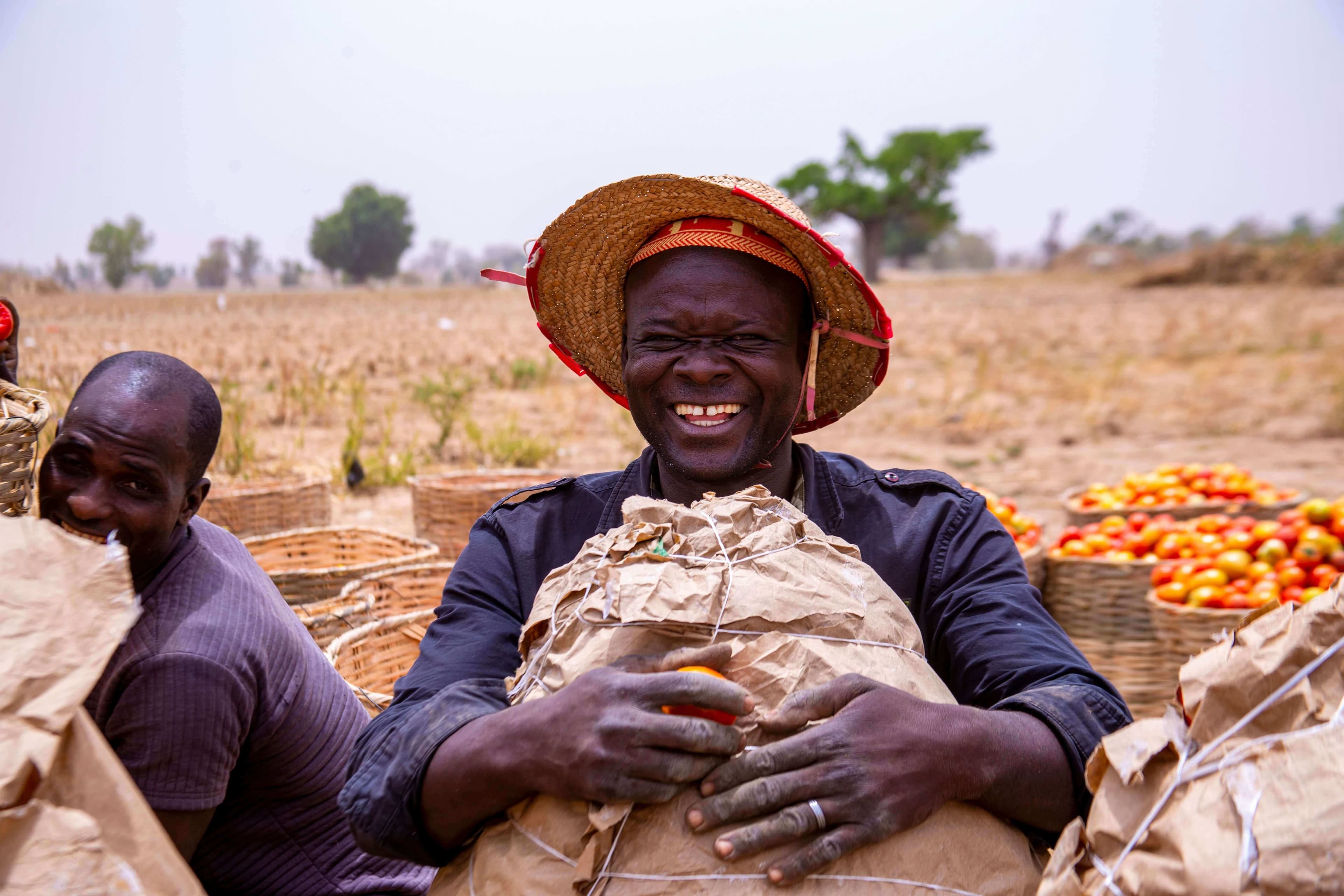 Récolte de tomates sur les parcelles de la coopérative